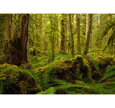 forest green nature murals - TenStickers