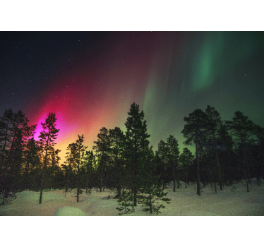Northern lights over trees night sky wall mural - TenStickers