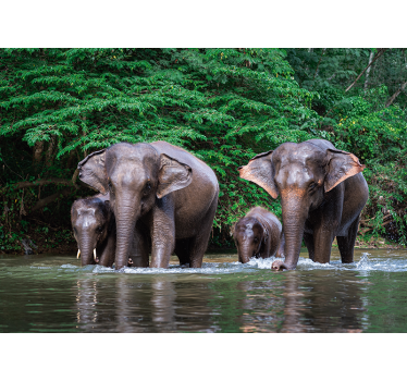 Jungle with elephants  mural wallpaper - TenStickers