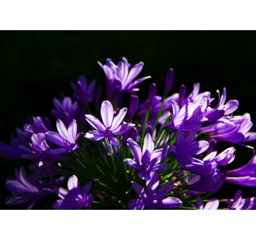 Purple flowers kitchen murals - TenStickers