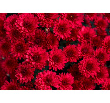 Red aster flowers mural wallpaper - TenStickers