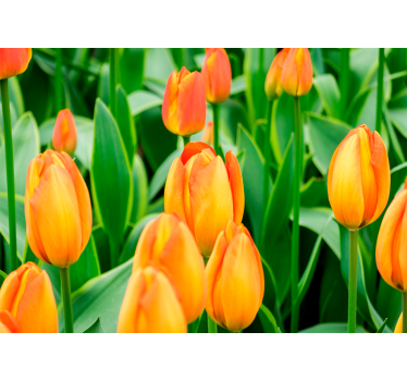 Tulip mural blooming abundance - TenStickers