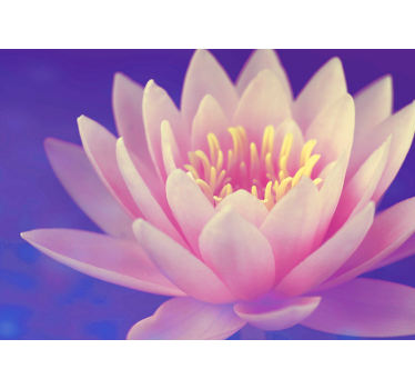 Poppy wall mural elegant water lily - TenStickers
