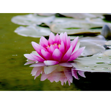 Pink zen loto flower mural wallpaper - TenStickers