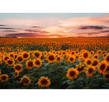 Sunflower orange sunset mural wallpaper - TenStickers