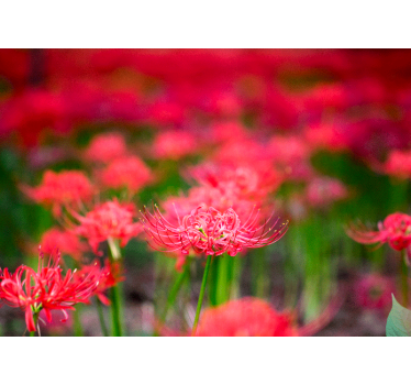 Poppy wall mural lively crimson flowers - TenStickers