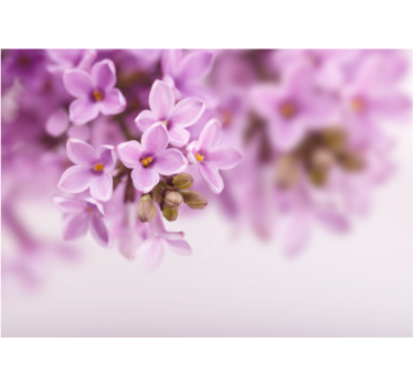 Flower mural delicate lilac blooms - TenStickers