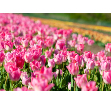 Vibrant blossoming field tulip mural - TenStickers