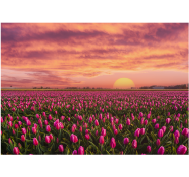Sunrise and tulipe photo mural - TenStickers