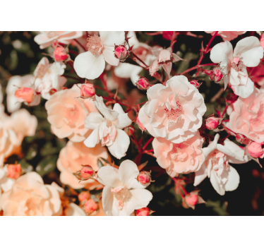 Lots of flowers rose mural - TenStickers