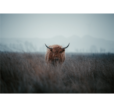 Highland Cow mural wallpaper - TenStickers