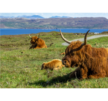 Highland cow group mural wallpaper - TenStickers