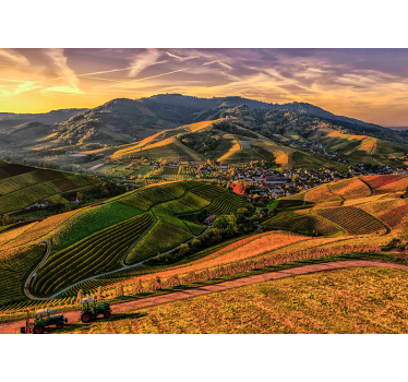 Lush Vineyard View landscape mural wallpaper - TenStickers