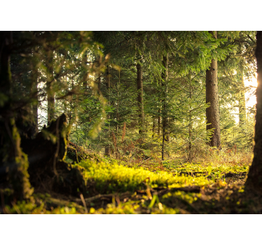 Forest wall mural serene green landscape - TenStickers