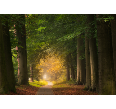 Nature wall mural forest pathway scene - TenStickers