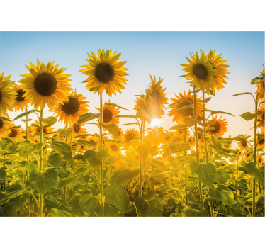 Sunflowers field in sunrise mural wallpaper - TenStickers