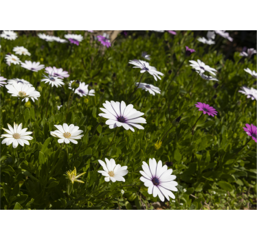 Flower mural daisies and greens - TenStickers