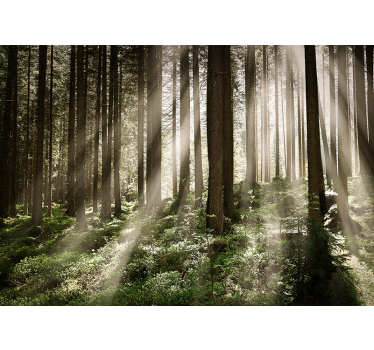 Luminous forest rays forest wall mural - TenStickers