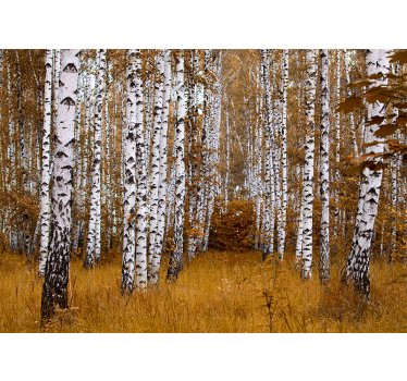 Birch trees with orange grass forest mural wallpaper - TenStickers