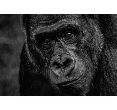 Animal wall mural gorilla close-up - TenStickers