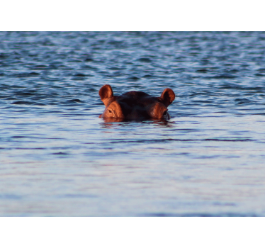 Animal wall mural hippo swimming calmly - TenStickers