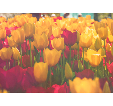 Flower mural tulip blossom fields - TenStickers