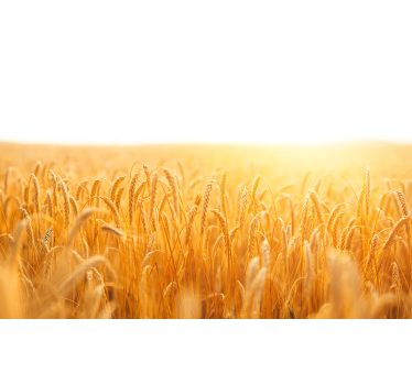 Nature wall mural golden grain meadow - TenStickers
