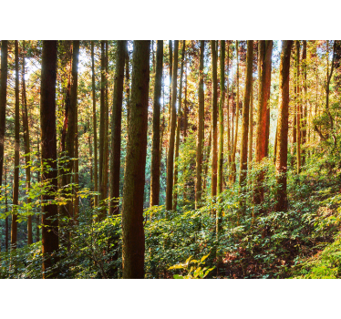 Tall tree trunks forest mural wallpaper - TenStickers
