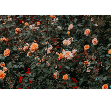 Wall mural roses in bloom - TenStickers