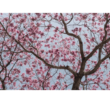 Pink elegant cherry blossom mural wallpaper - TenStickers