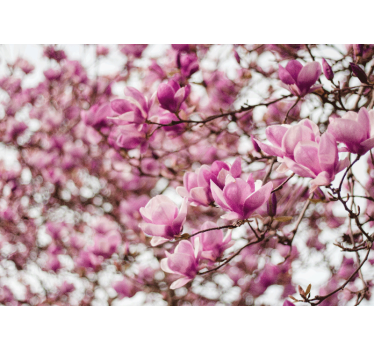 Magnolia wall mural magnolia blossom arrangement - TenStickers