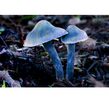 Nature wall mural unique mushroom shapes - TenStickers