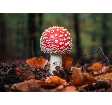 Nature wall mural red toadstool mushroom - TenStickers