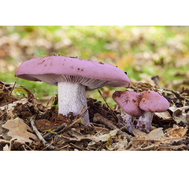 Wall mural pink mushroom cluster - TenStickers