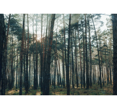 Beautiful pinewood forest mural wallpaper - TenStickers