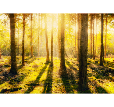 Amazing sunset in birch  forest mural wallpaper - TenStickers