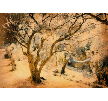 Olive tree wall mural - TenStickers
