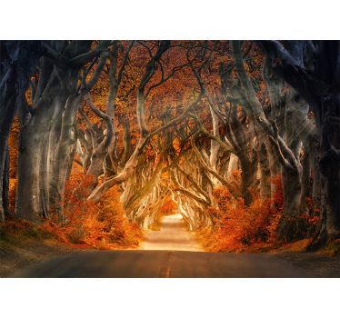 Beautiful view from forest road mural wallpaper - TenStickers