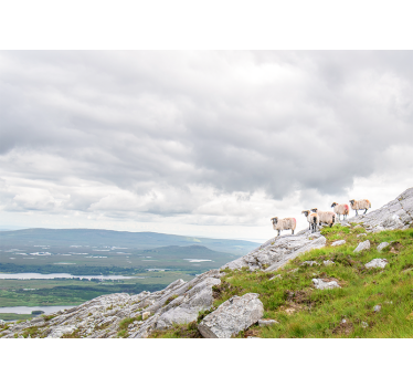 Lambs on slopes wall mural - TenStickers