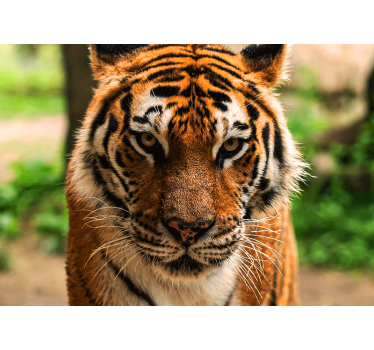 Menacing tiger looking ahead mural wallpaper - TenStickers