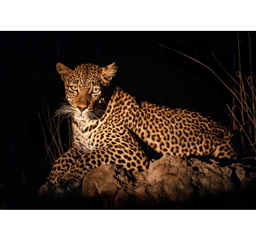 Leopard in Spotlight wall mural - TenStickers