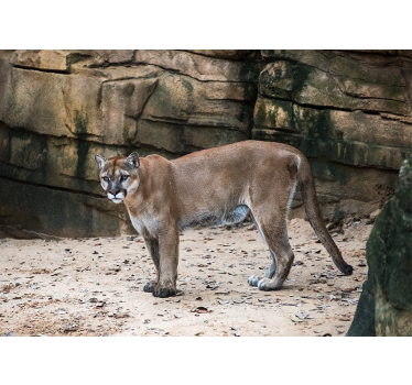 Animal wall mural cougar in habitat - TenStickers