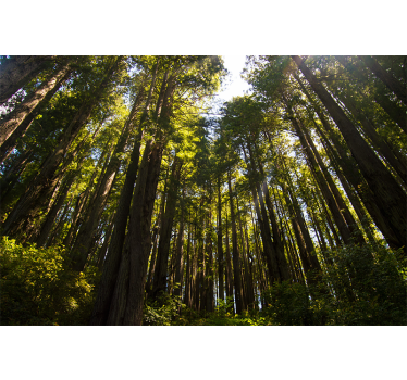 Tall Forest Woodland Design Wall Mural - TenStickers