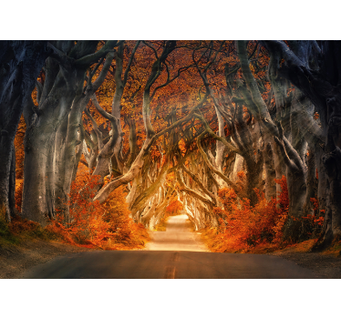 Autumn sunrise  Forest mural - TenStickers