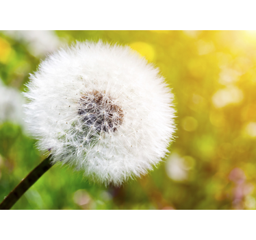 Dandelion in the sun flower wall mural - TenStickers