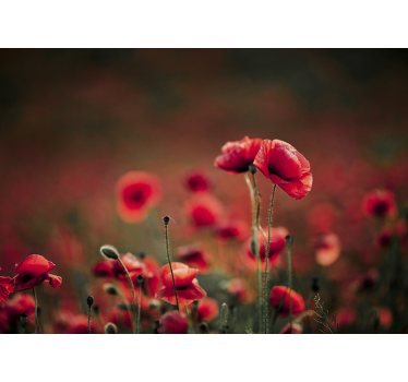 Beautiful Poppy Wall Mural - TenStickers