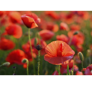 Bright red poppy flowers Wall Mural - TenStickers