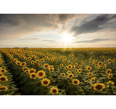 Endless field of blooming sunflowers meadow wall mural - TenStickers