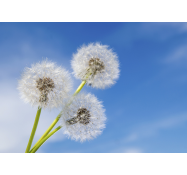 Three dandelion flowers wall mural - TenStickers
