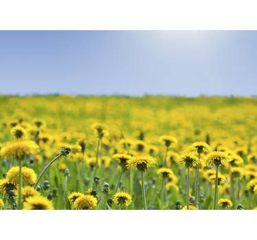 Yellow dandelion field flower wall mural - TenStickers